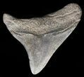 Juvenile Megalodon Tooth #56589-1